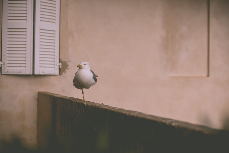 quiet, one animal, white, animal, day, indesicive, fly, amputee, beak, built structure, gull, near, architecture, vertebrate, wall - building feature, wall