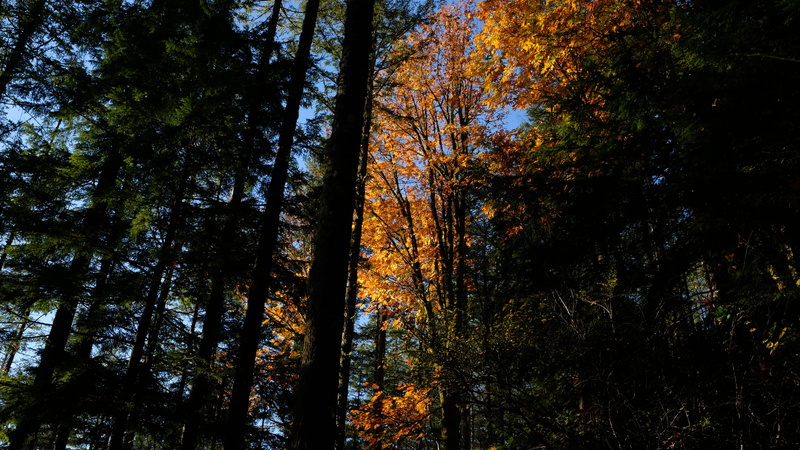 beauty in nature, plant, tranquility, outdoors, land, autumn, tree, 5K, no people, united states, non-urban scene, scenics - nature, tree trunk, idyllic