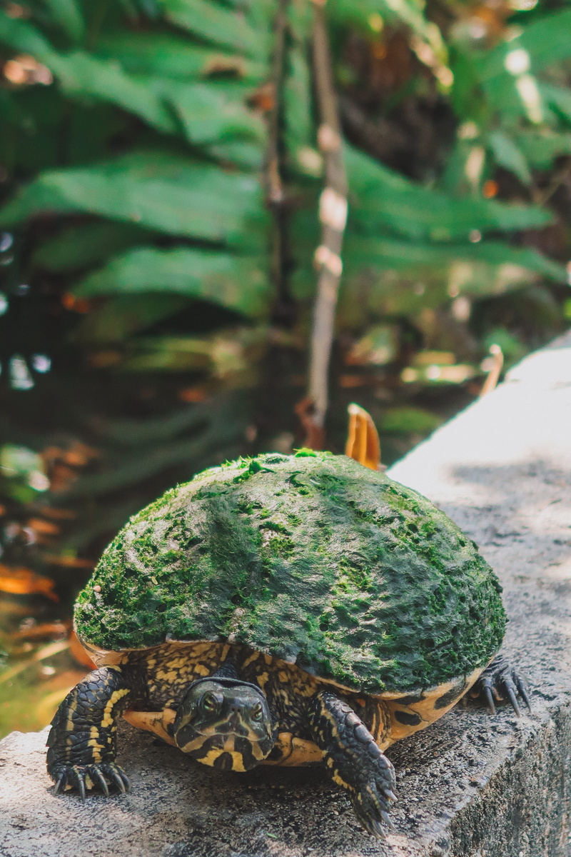 ledge, moss, depth of field, vertebrate, one animal, rock, close-up, photo, nature, tree, animal shell, blur, carapace, marine, outdoors, 2K, animal, focus on foreground