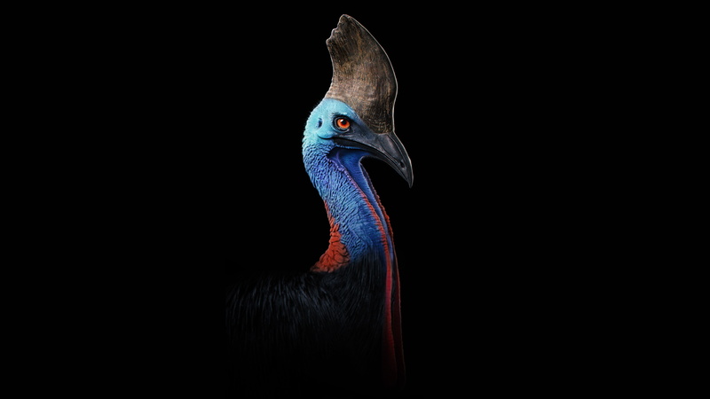 5K, Dangerous, Cassowary, Bird, k, Most
