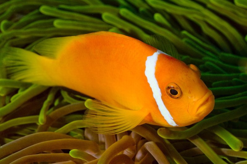 animal, beauty in nature, animal themes, undersea, animals in the wild, animal wildlife, white, underwater, orange color, diving, korman, close-up, sea life