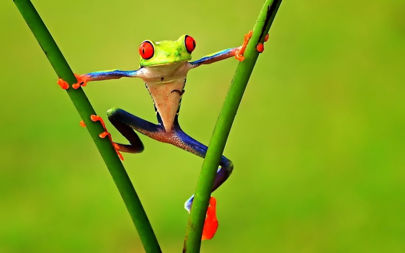 frog, funny, frog pics, 1080P, colorful, hi res