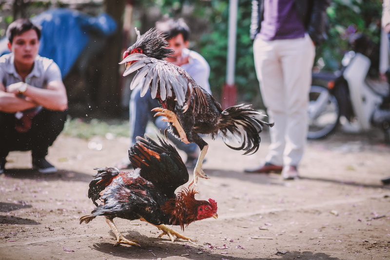 people, skill chicken, focus on foreground, day, male animal, domestic animals, women, chicken, hen, bird, 4K, men, cockfighting, pets, livestock, rooster