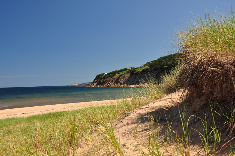 plant, grass, beach, sea, beauty in nature, day, water, clear sky, tranquil scene, tranquility, no people, timothy grass, blue, nova scotia, east coast living