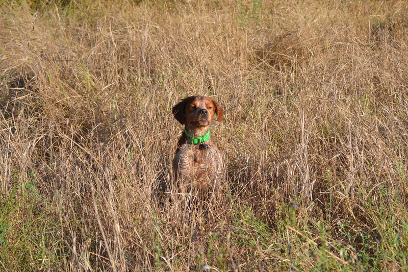 animal, nature, purebred dog, field, standing, 4K, domestic animals, grass, pets, vertebrate, epagneul breton, mammal, domestic, hunt, plant, no people