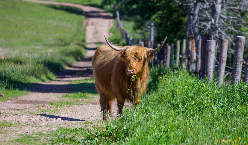 highland cattle, new scotland, horns, celtic, domestic cattle, grass, animal themes, vertebrate, brown, livestock, domestic animals, animal hair, north east margaree