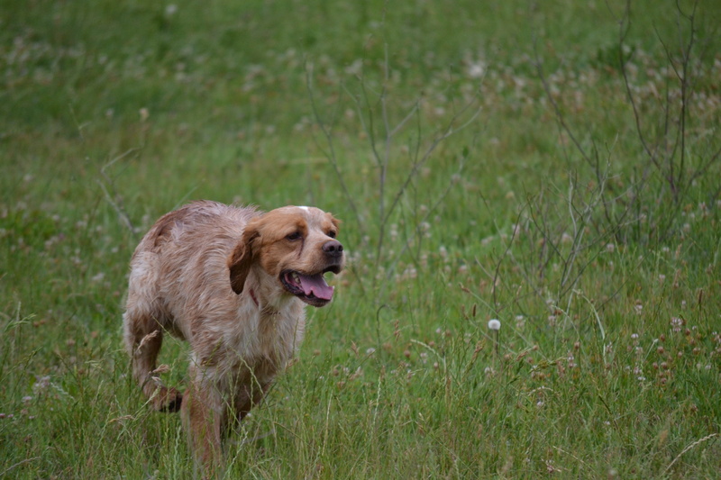 green color, growth, running, animal themes, mammal, day, grass, mouth open, 4K, animal mouth, dog, field, one animal, the pheasant hunting, trained dog