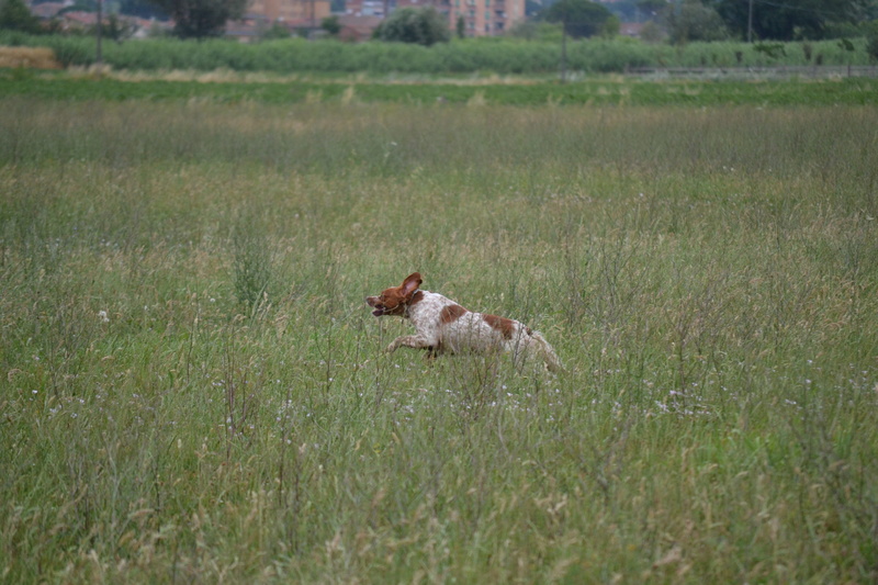domestic animals, dog, animal themes, field, outdoors, vertebrate, animals in the wild, cat, test for dogs, no people, hunting, animal, one animal, feline