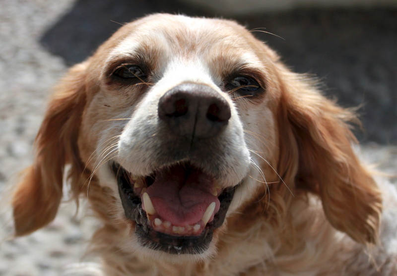 domestic animals, small, epagneul, focus on foreground, animal nose, dog head, spaniel, portrait, day, animal mouth, whisker, animal eye, mouth open, pets