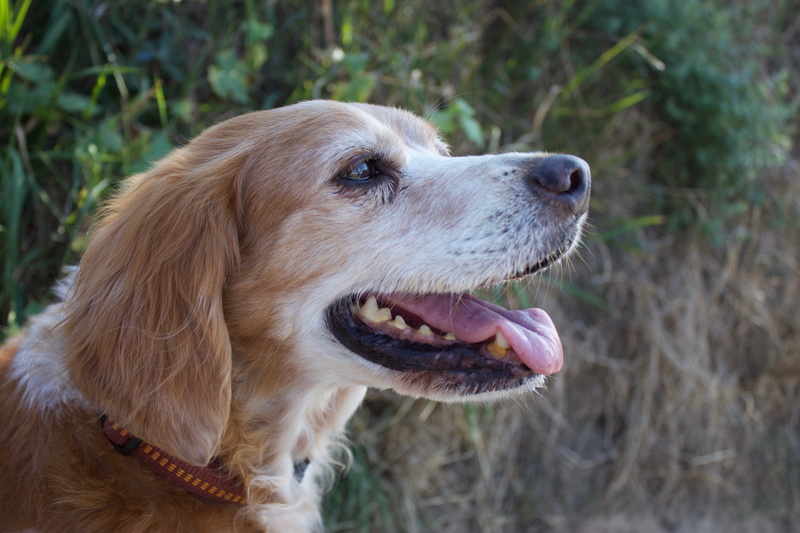 animal mouth, pointing dog, panting, animal themes, mammal, close-up, looking, no people, pet, 4K, spaniel, dog, animal, vertebrate, animal head, pets