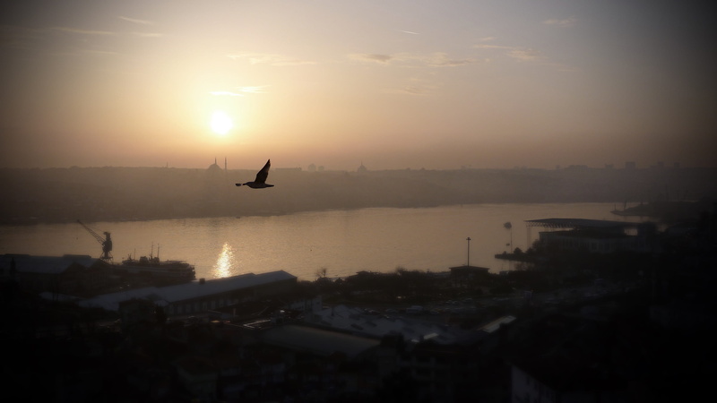 haliç, building exterior, beauty in nature, architecture, turkey, city, gull, no people, sunset, cityscape, istanbul, water, 4K, flying, sun, vertebrate