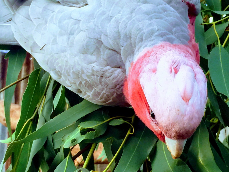 birds, one animal, nature, beauty in nature, green color, plant, parrot, animal themes, animal wildlife, 2K, perth, plant part, day, pink color, bird