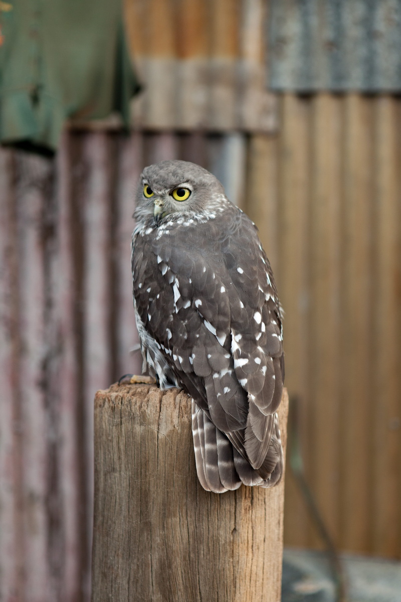 animal themes, day, boundary, barrier, focus on foreground, wood - material, fence, australia, close-up, caversham wildlife park, no people, animal wildlife