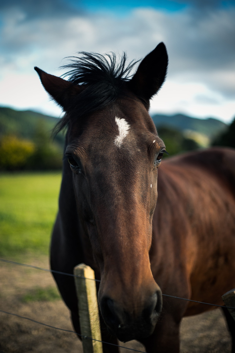 herbivorous, one animal, sky, blurr, looking at camera, field, domestic, outdoors, new zealand, no people, animal themes, mammal, upper hutt, whitemans valley