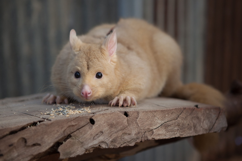 animal themes, rodent, day, wood - material, animals in the wild, outdoors, no people, possum, close-up, looking at camera, caversham wildlife park, whisker