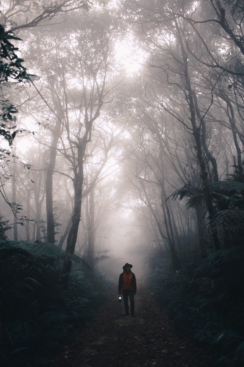 standing, tranquility, one person, wilderness, tree, hiking, full length, woodland, rear view, 5K, real people, plant, walking, lifestyles, outdoors, men