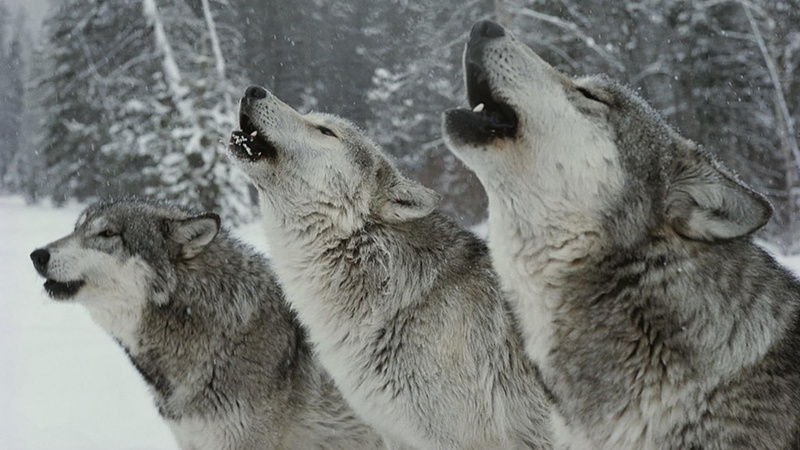 wolf, wilderness, wildlife, 1080P, wolfdog