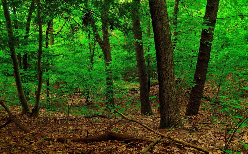 remote, forest, outdoors, tranquil scene, landscape, tranquility, environment, wilderness, no people, scenics - nature, tree, beauty in nature, non-urban scene