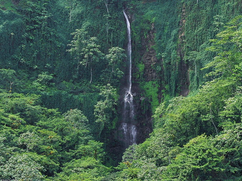 pine tree, flowing water, rainforest, power in nature, woodland, scenics - nature, trees, tree, waterfall, non-urban scene, plant, growth, idyllic, tranquility