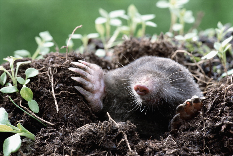 cute, vertebrate, animals in the wild, plant part, land, one animal, rodent, plant, focus on foreground, dirt, no people, 4K, earth, day, mole, animal themes