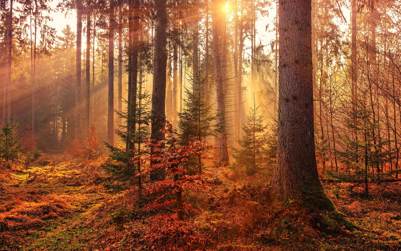 landscape, plants, deep forest, trees, forest, 2K, leaves, overgrown, sunset, nature