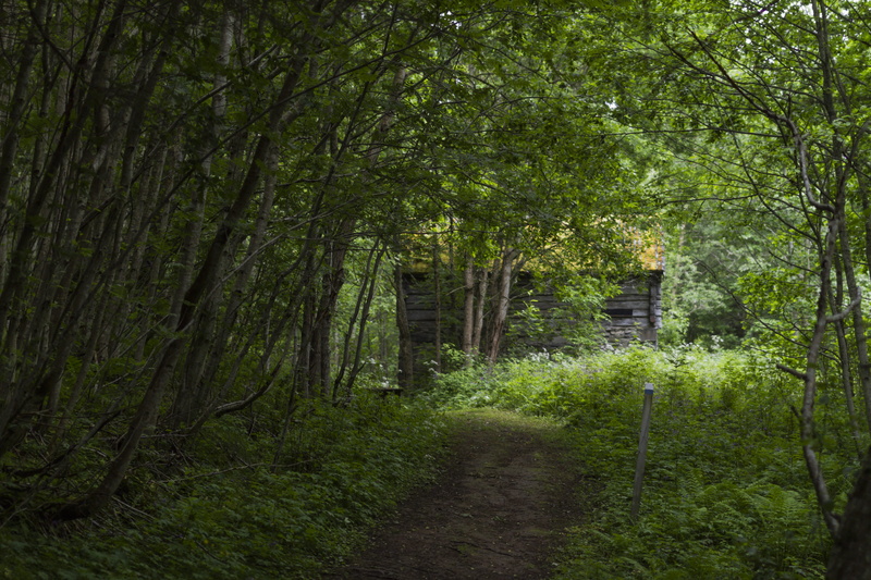 opening, no people, nature, foliage, landscape, footpath, tranquility, abandoned, lush foliage, trail, stone, plant, farm, direction, overgrown, environment