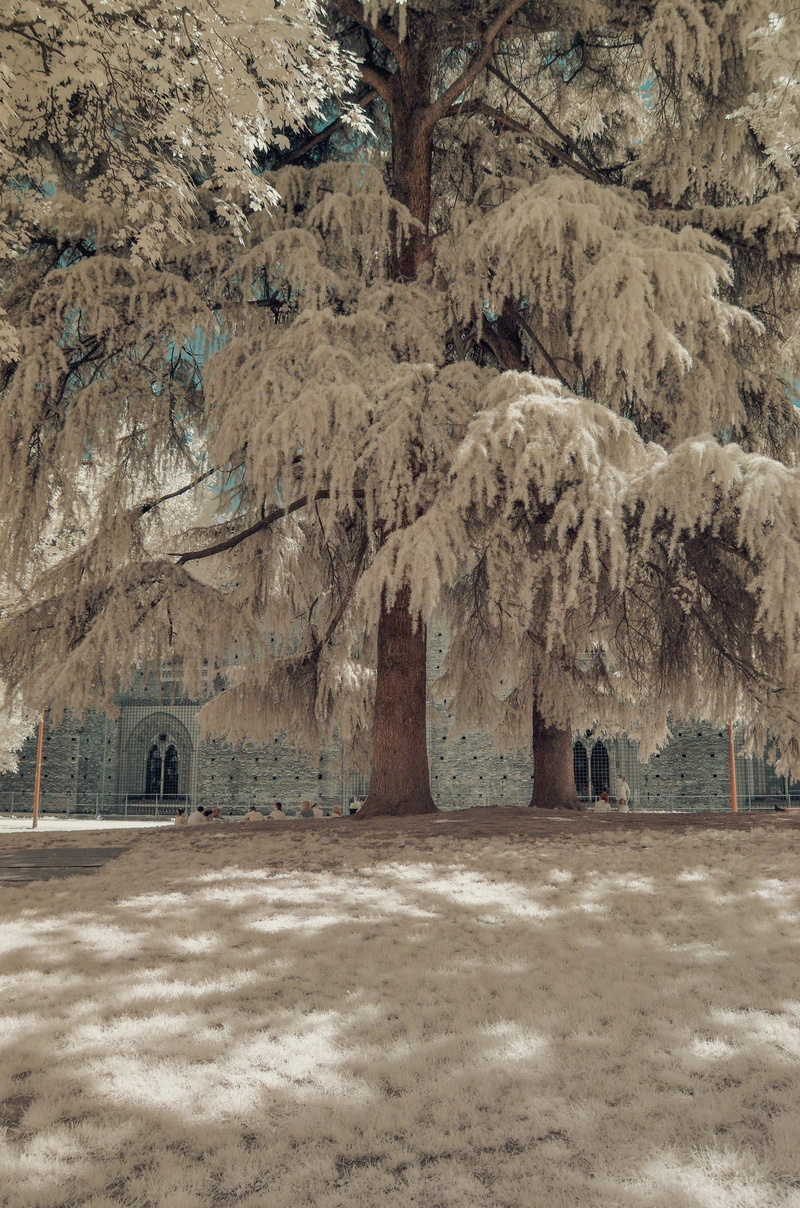 arid climate, snow, cold temperature, building, landscape, 4K, tranquil scene, plant, no people, italy, sempione park, built structure, milano, bare tree