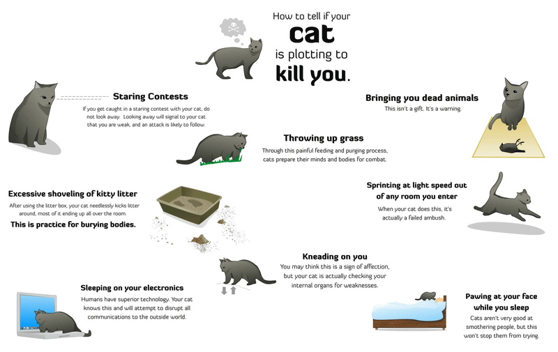 720P, x, humor, funny, bobcats, guides, cats, animals, hd, infographics, art