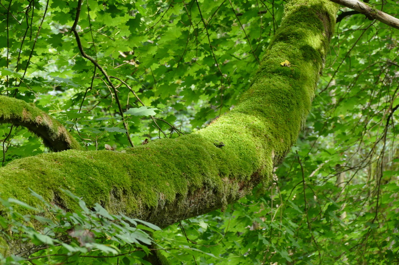 outdoors, focus on foreground, moss, close-up, leaf, green color, lush foliage, wood, forest, plant, day, tree, nature, growth, no people, beauty in nature