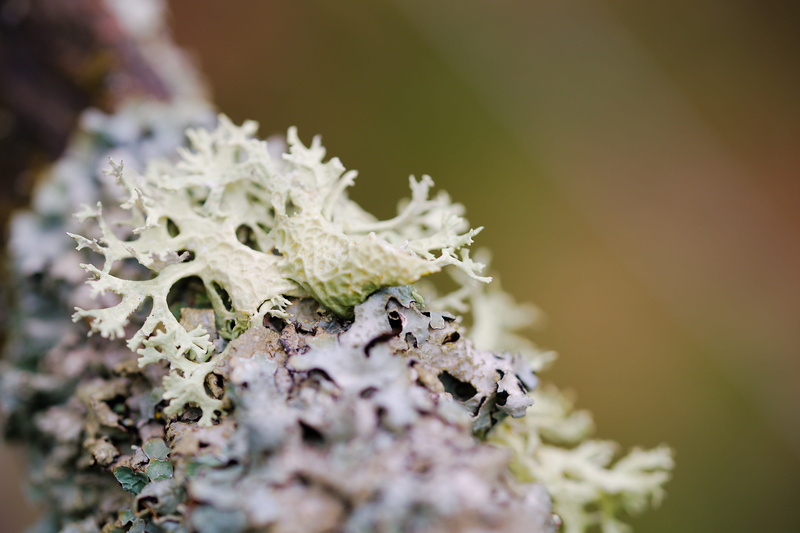food, day, tree, branches, macro, fractal, log, flower, freshness, aesthetic, animal, plant, nature, food and drink, beauty in nature, growth, small, close-up
