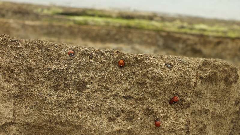 natural, rock, outdoors, day, beetle, animal themes, macro, one animal, close-up, land, animal wildlife, small, view, animal, focus on foreground, insect