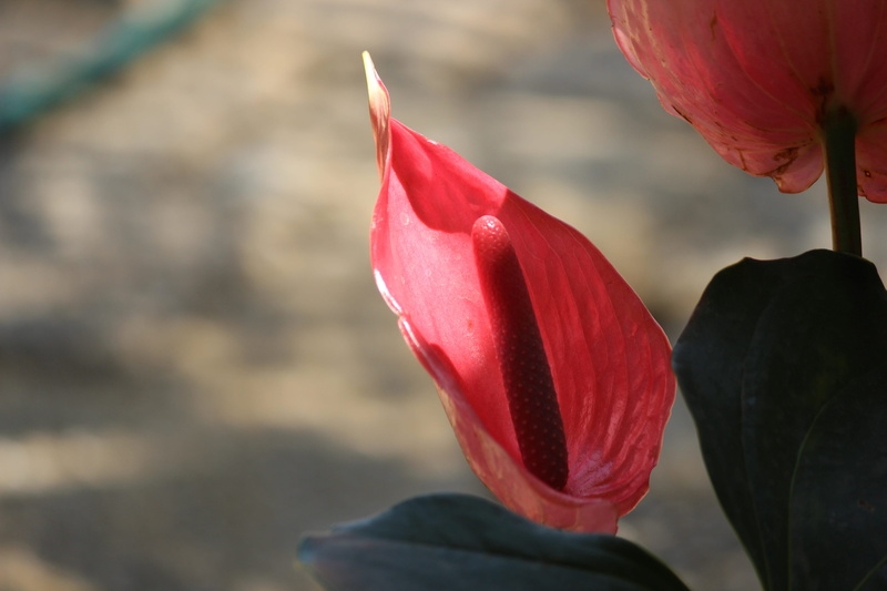 no people, day, beauty in nature, tulip, growth, sepal, plant, petal, nature, flower head, freshness, outdoors, vulnerability, flowering plant, fragility