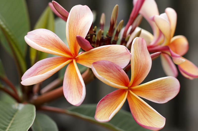 growth, outdoors, botany, resort, plant, tropics, pacific, yellow, natural, paradise, frangipani, passion, balinese, flower, pollen, island, photo, vulnerability