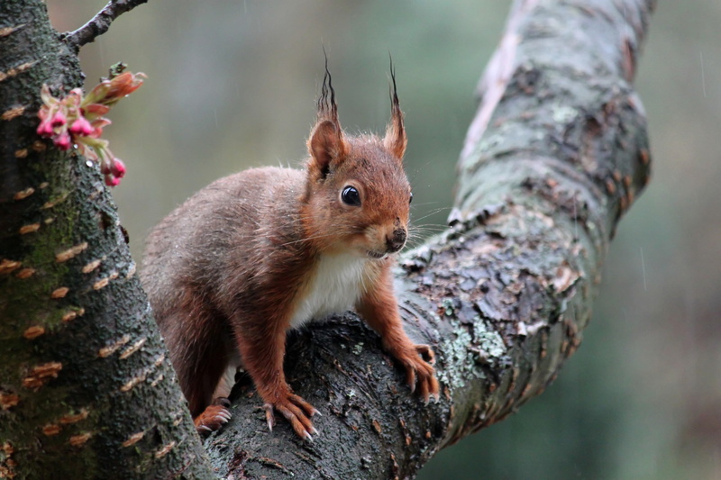 tree trunk, mammal, animal, 4K, chipmunk, fur, animal portrait, nature, japanese cherry trees, animal world, tree, no people, claw, hair, furry, cherry blossom