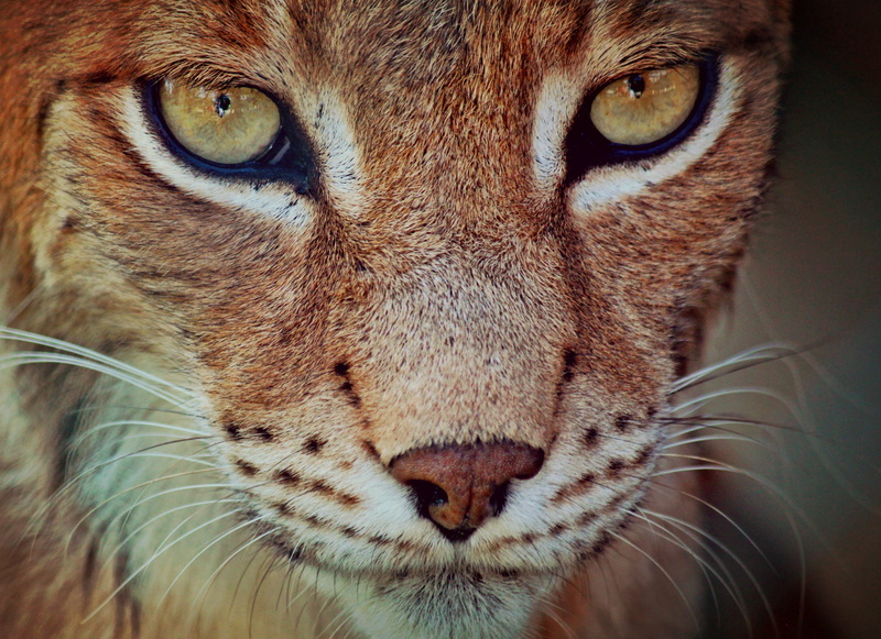 animals in the wild, animal wildlife, big cat, beard hair, photography, closeup, portrait, wildlife, animal eye, animal portrait, animal body part, domestic animals