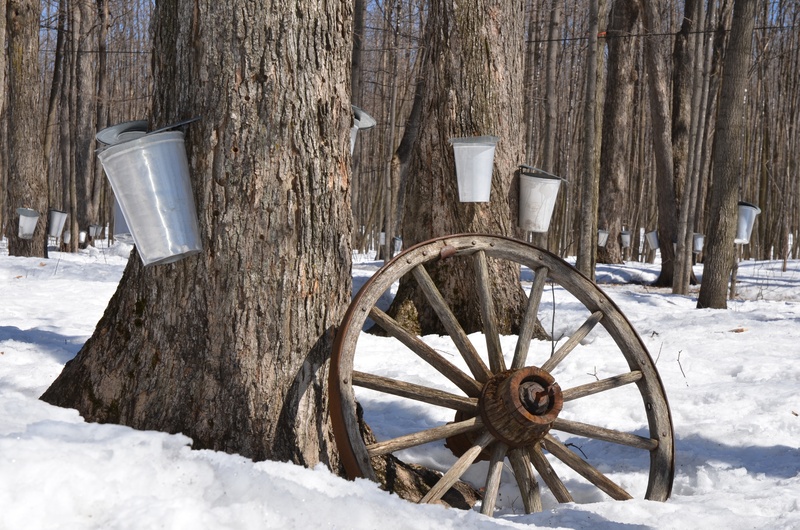 tree, pail, day, old, metal, cart, gather, tapping, no people, shack, sap, cold temperature, outdoors, 4K, forest, brown, land, spring, sugar, tree trunk
