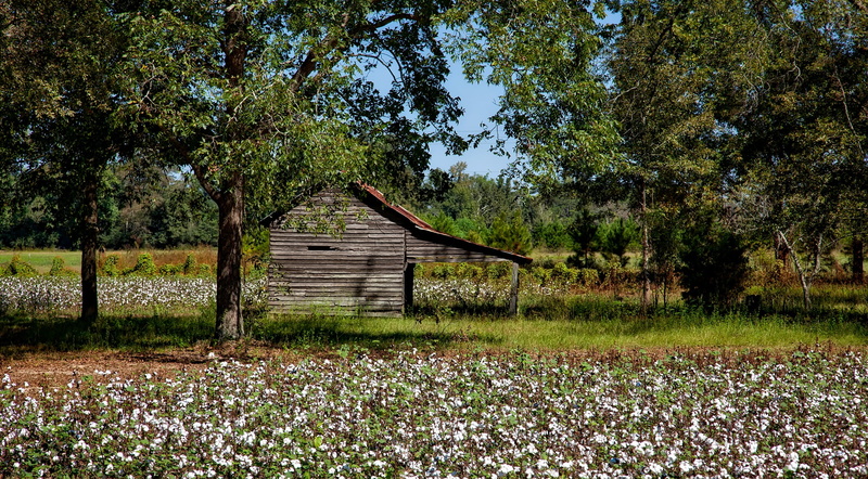 hdr, green color, spring, photography, nature, shack, outdoors, no people, growth, countryside, shed, tranquil scene, built structure, tree, surrounded