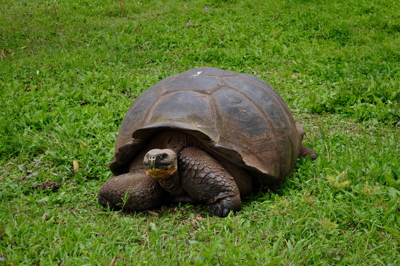 animal wildlife, tortoise, day, 4K, animal, shell, wildlife, ecuador, animal themes, giant, vertebrate, island, reptile, green color, reserve, gigante