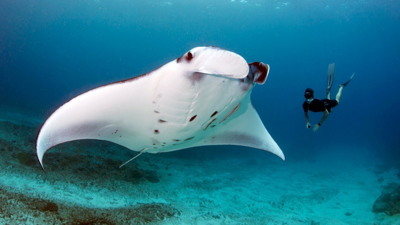 Manta, one person, marine, Animales, one animal, sport, underwater, animal wildlife, sea, scuba diving, outdoors, animal, animal themes, animals in the wild