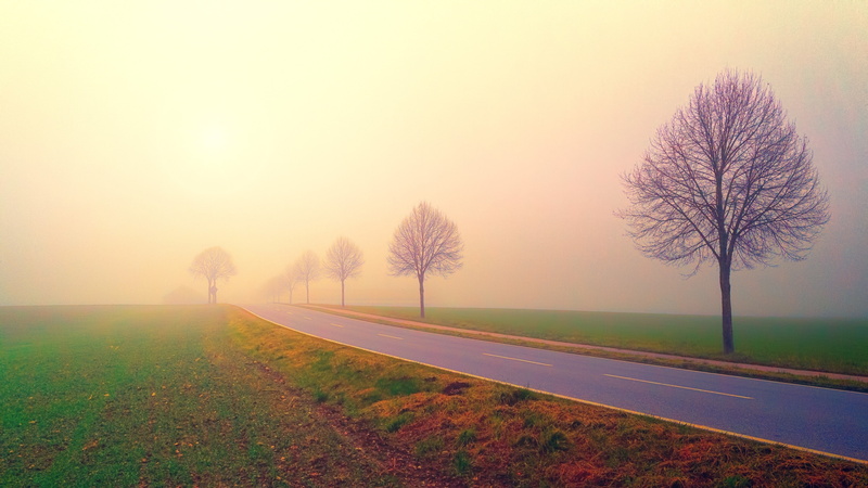 foggy, field, autumn, sky, tree, horizon, 4K, mist, road, photography, rural area, haze, fog