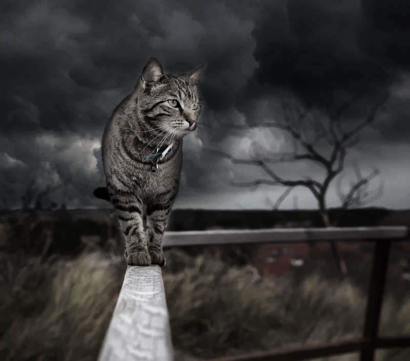 rain, photo effect, Computer screen, filter, storm, royalty  art, walking, photo art, 2K, contrast, poster, feline, artwork, photo montage, digital art