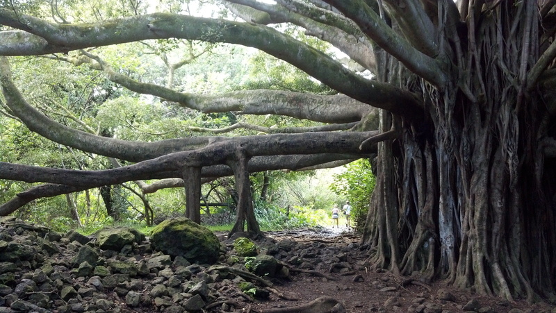 tranquility, beach, land, outdoors, 2K, forest, no people, plant, woodland, growth, tranquil scene, banian, tree, banyon, paradise, green color, hawaii