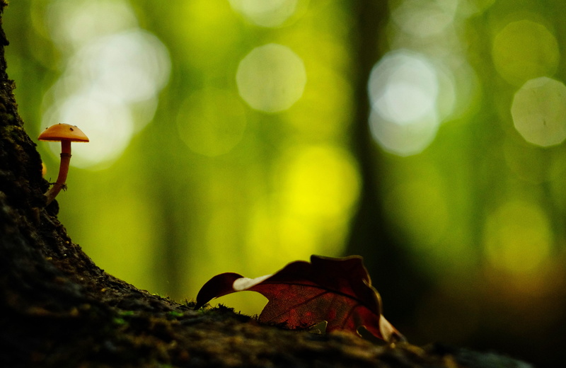day, leaf, trunk, bokeh, fairy tale world, plant part, orange, close-up, animal wildlife, mystical, outdoors, tree trunk, land, vertebrate, 4K, light