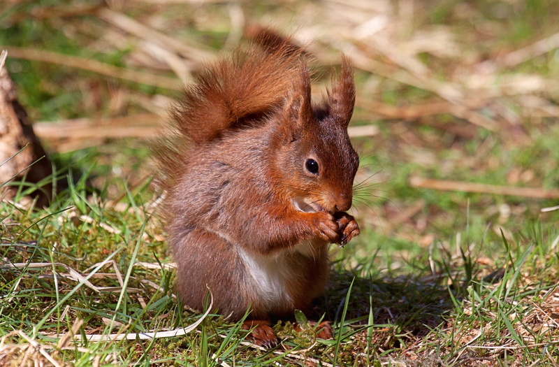 squirrel, 1080P, animals, nature