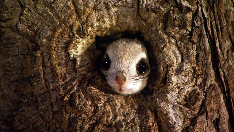 1080P, Squirrel, Tree, Face, Flying Squirrel, Animal, Japanese dwarf flying squirrel