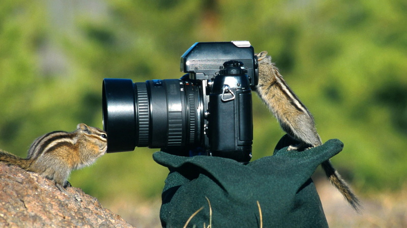 film industry, filming, technology, lens - eye, animal wildlife, photography, photographic equipment, home video camera, dslr, nature, tilt, squirrel, camera - photographic equipment