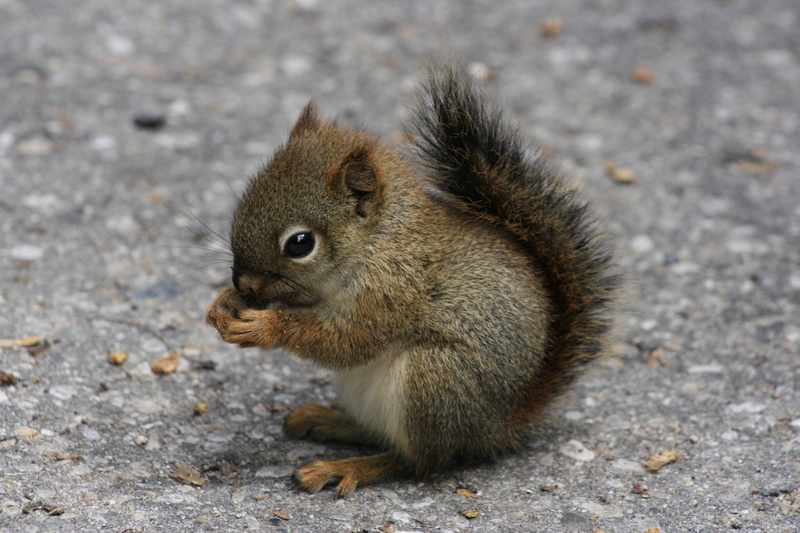 baby animals, 2K, animals, squirrel