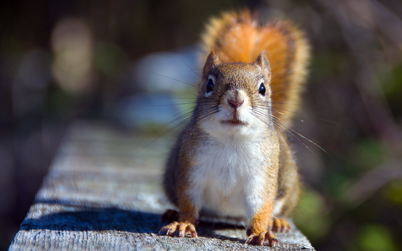 squirrel, 2K, animals