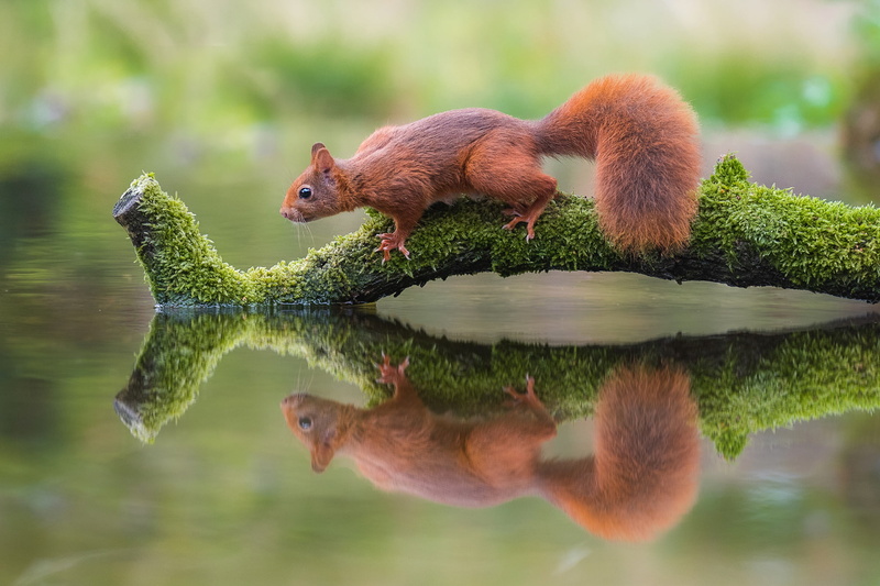 nature, 1080P, animals, squirrel, reflection, water