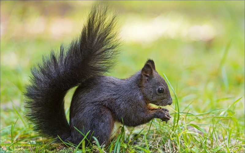 grass, 1080P, animal wildlife, mammal, close-up, animal, rodent, day, eating, no people, plant, one animal, outdoors, side view, animals, land, squirrel